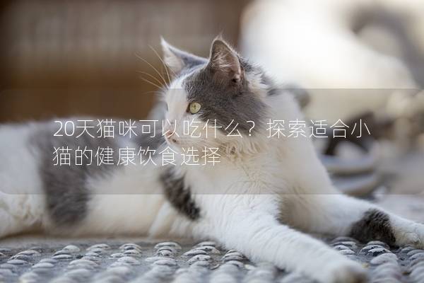 20天貓咪可以吃什么？探索適合小貓的健康飲食選擇