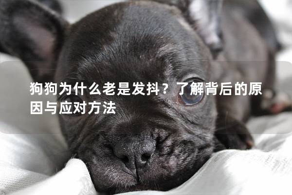 狗狗為什么老是發(fā)抖？了解背后的原因與應(yīng)對方法