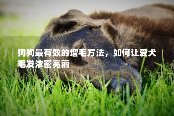 狗狗最有效的增毛方法，如何讓愛犬毛發濃密亮麗