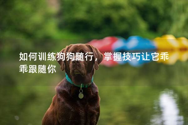 如何訓練狗狗隨行，掌握技巧讓它乖乖跟隨你