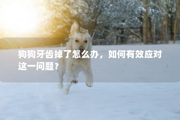 狗狗牙齒掉了怎么辦，如何有效應對這一問題？