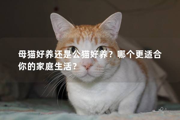 母貓好養還是公貓好養？哪個更適合你的家庭生活？