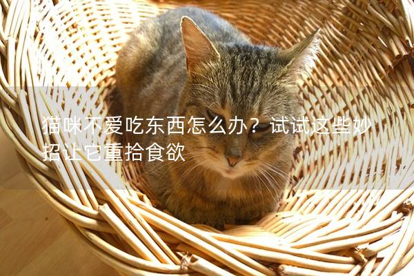 貓咪不愛吃東西怎么辦？試試這些妙招讓它重拾食欲