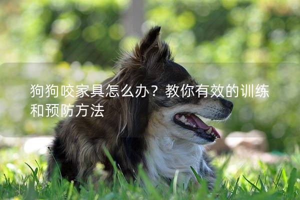 狗狗咬家具怎么辦？教你有效的訓練和預防方法