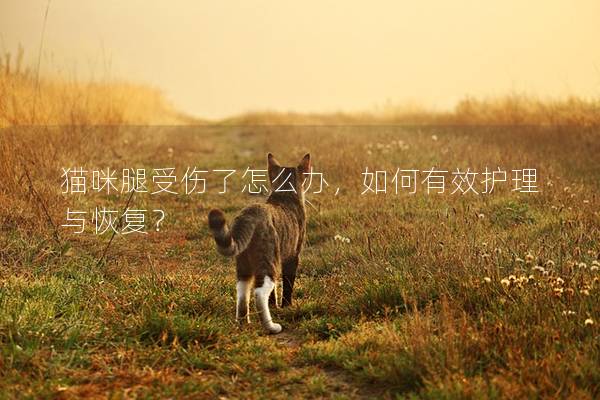 貓咪腿受傷了怎么辦，如何有效護理與恢復？