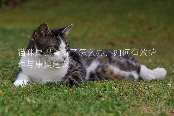 貓咪尾巴骨折了怎么辦，如何有效護理與康復建議