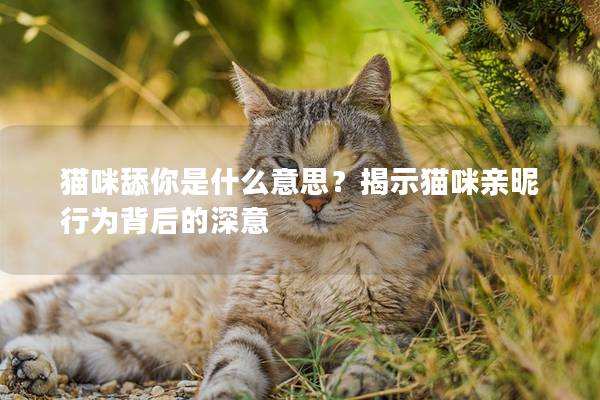貓咪舔你是什么意思？揭示貓咪親昵行為背后的深意