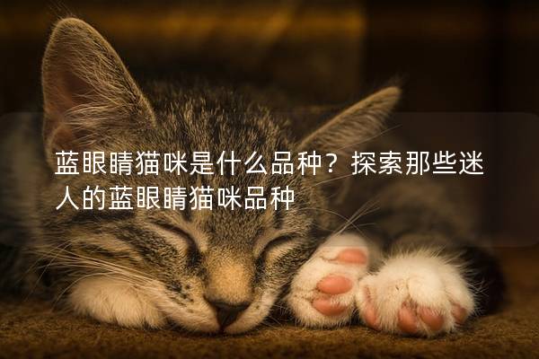 藍眼睛貓咪是什么品種？探索那些迷人的藍眼睛貓咪品種