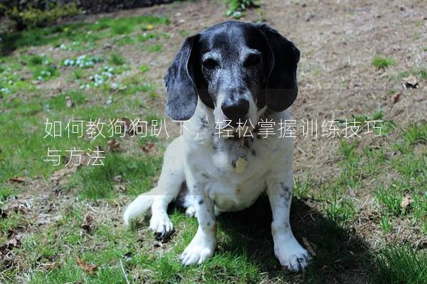 如何教狗狗趴下，輕松掌握訓(xùn)練技巧與方法