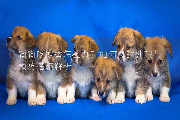 狗狗吃蚊香怎么辦？如何及時處理與預防措施解析