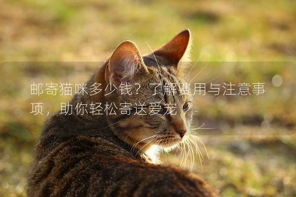 郵寄貓咪多少錢？了解費用與注意事項，助你輕松寄送愛寵
