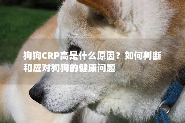 狗狗CRP高是什么原因？如何判斷和應對狗狗的健康問題