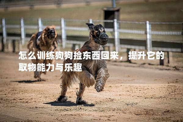 怎么訓練狗狗撿東西回來,提升它的取物能力與樂趣 怎么訓練狗狗撿東西回來,提升它的取物能力與樂趣