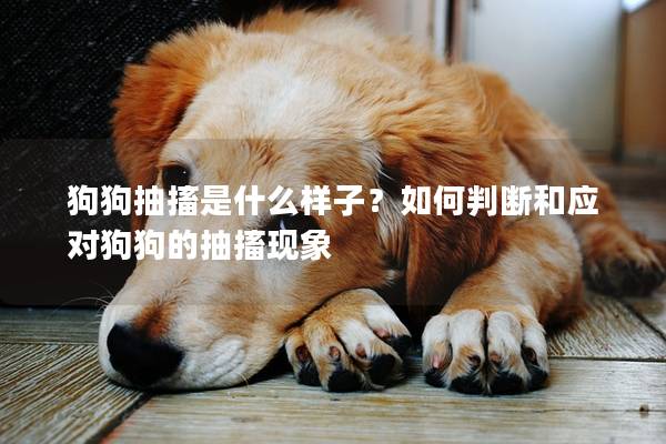 狗狗抽搐是什么樣子？如何判斷和應對狗狗的抽搐現象