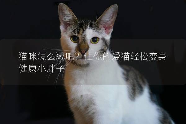 貓咪怎么減肥？讓你的愛貓輕松變身健康小胖子