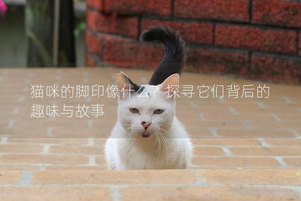 貓咪的腳印像什么？探尋它們背后的趣味與故事