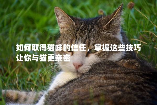 如何取得貓咪的信任，掌握這些技巧讓你與貓更親密