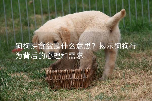狗狗拱食盆是什么意思？揭示狗狗行為背后的心理和需求