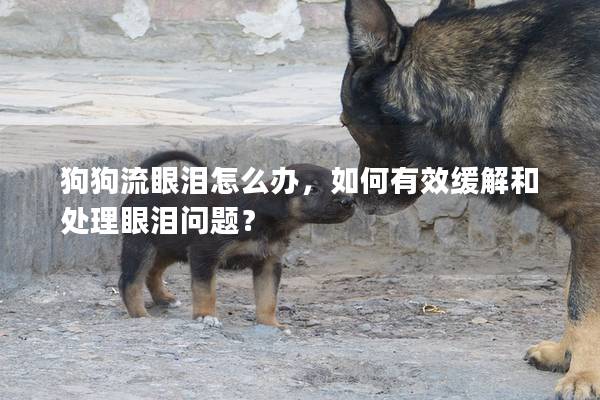 狗狗流眼淚怎么辦，如何有效緩解和處理眼淚問題？