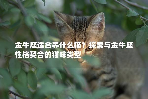 金牛座適合養什么貓？探索與金牛座性格契合的貓咪類型
