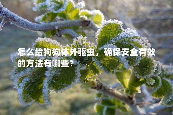 怎么給狗狗體外驅(qū)蟲，確保安全有效的方法有哪些？