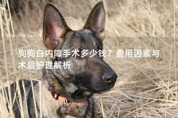 狗狗白內障手術多少錢？費用因素與術后護理解析