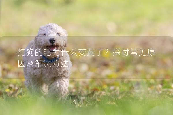 狗狗的毛為什么變黃了？探討常見原因及解決方法