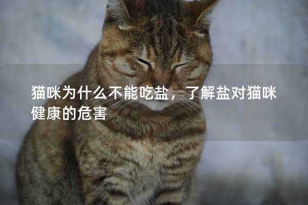 貓咪為什么不能吃鹽，了解鹽對貓咪健康的危害