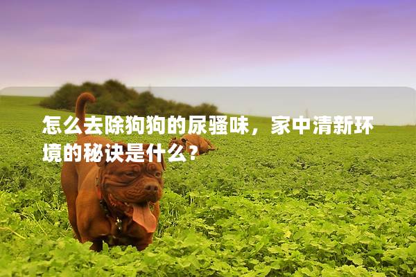怎么去除狗狗的尿騷味，家中清新環(huán)境的秘訣是什么？