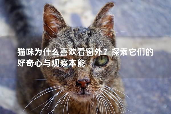 貓咪為什么喜歡看窗外？探索它們的好奇心與觀察本能