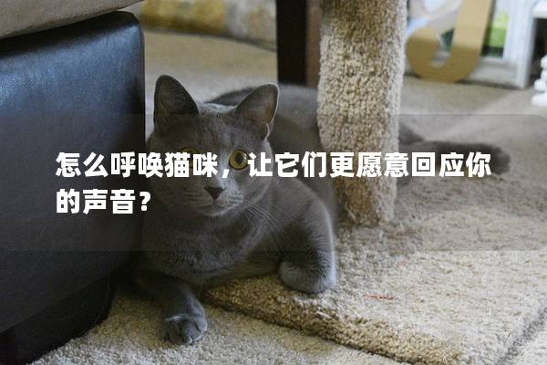 怎么呼喚貓咪，讓它們更愿意回應你的聲音？