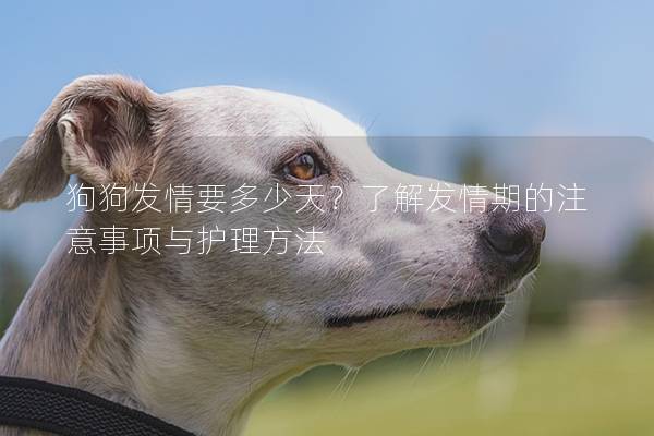 狗狗發情要多少天？了解發情期的注意事項與護理方法