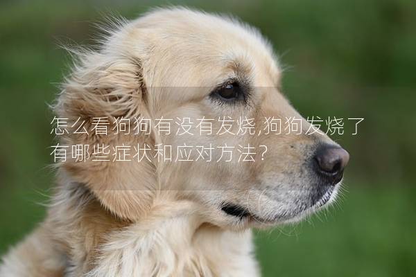 怎么看狗狗有沒有發燒,狗狗發燒了有哪些癥狀和應對方法？