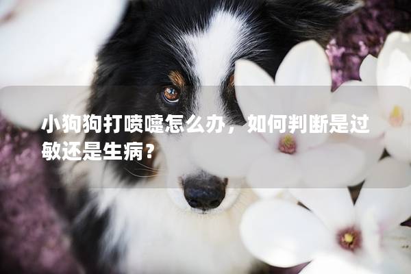 小狗狗打噴嚏怎么辦，如何判斷是過敏還是生病？