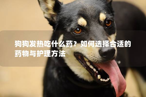 狗狗發(fā)熱吃什么藥？如何選擇合適的藥物與護(hù)理方法