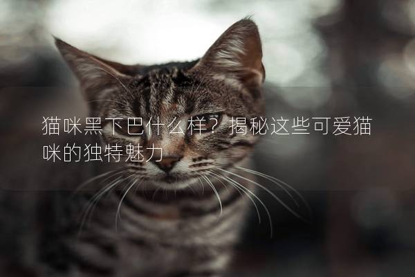 貓咪黑下巴什么樣？揭秘這些可愛貓咪的獨特魅力