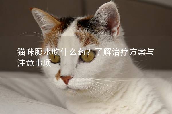 貓咪腹水吃什么藥？了解治療方案與注意事項