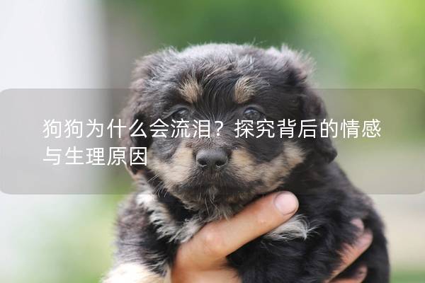 狗狗為什么會流淚？探究背后的情感與生理原因