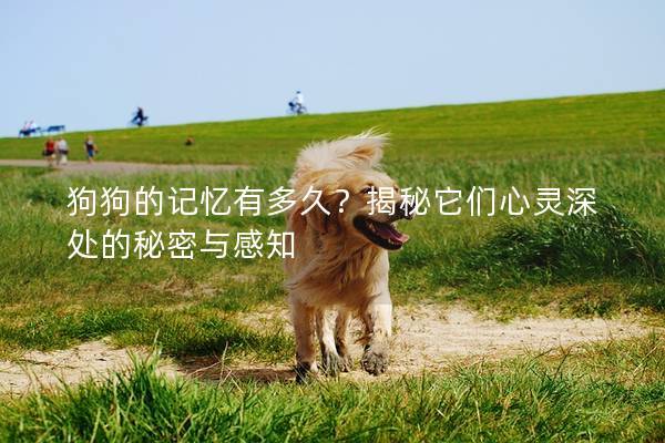 狗狗的記憶有多久?揭秘它們心靈深處的秘密與感知 狗狗的記憶有多久?揭秘它們心靈深處的秘密與感知