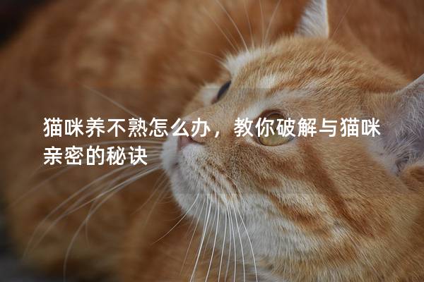 貓咪養(yǎng)不熟怎么辦，教你破解與貓咪親密的秘訣
