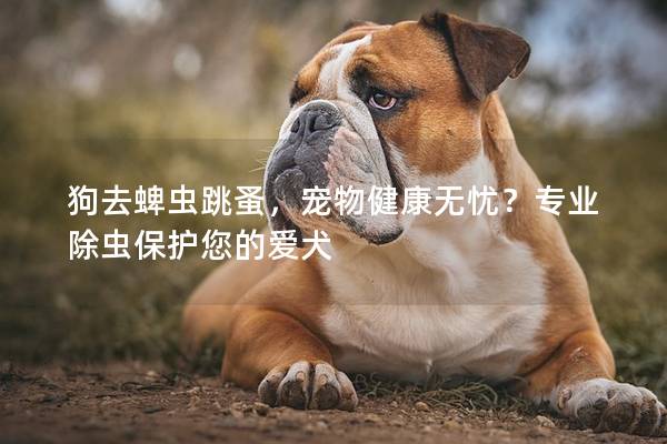 狗去蜱蟲跳蚤,寵物健康無憂?專業除蟲保護您的愛犬 狗去蜱蟲跳蚤,寵物健康無憂?專業除蟲保護您的愛犬