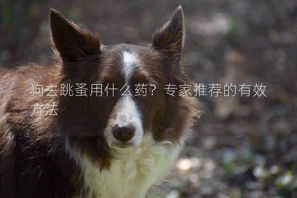 狗去跳蚤用什么藥？專家推薦的有效方法