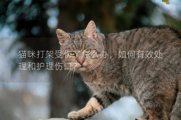 貓咪打架受傷了怎么辦，如何有效處理和護理傷口？
