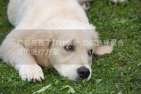 狗狗感冒了打什么針,如何選擇最合適的治療方案