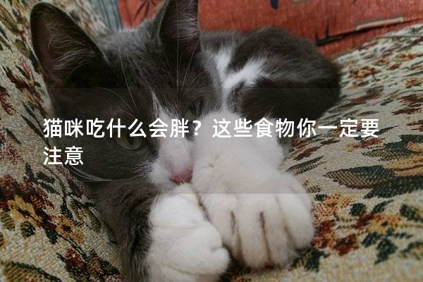 貓咪吃什么會胖？這些食物你一定要注意