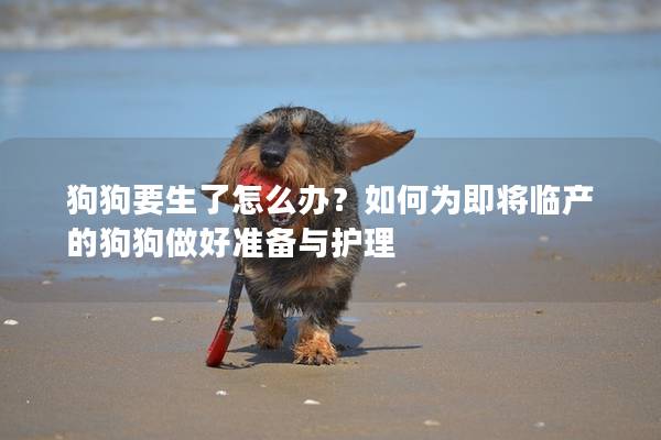 狗狗要生了怎么辦？如何為即將臨產的狗狗做好準備與護理
