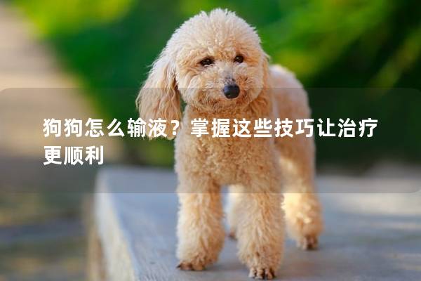 狗狗怎么輸液？掌握這些技巧讓治療更順利