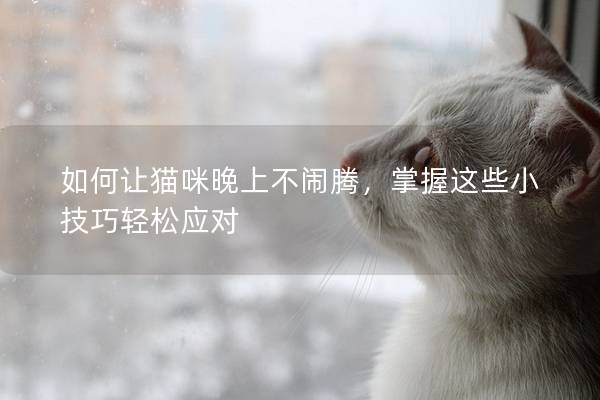如何讓貓咪晚上不鬧騰，掌握這些小技巧輕松應對