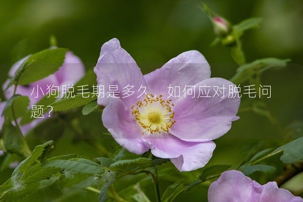 小狗脫毛期是多久，如何應對脫毛問題？