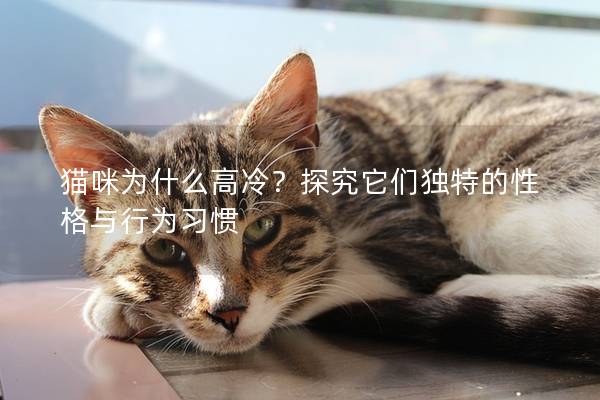 貓咪為什么高冷？探究它們獨特的性格與行為習慣